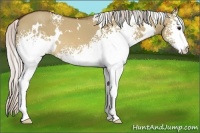 Horse Color:White Spotted Silver Brown Dun