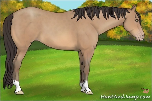 Horse Color:Amber Champagne 