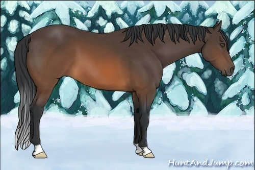 Horse Color:Brown 