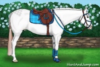 Horse Color:Brown Dun Splash Appaloosa 