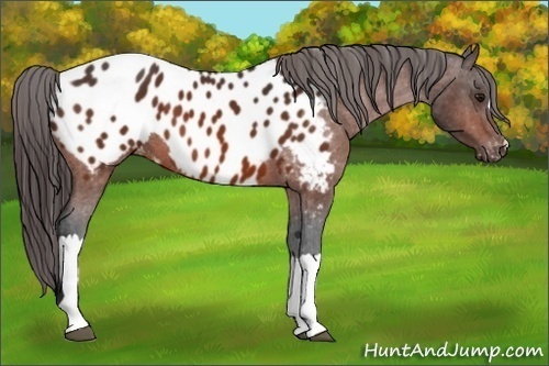 Horse Color:Bay Appaloosa 