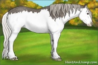 Horse Color:Silver Black Splash