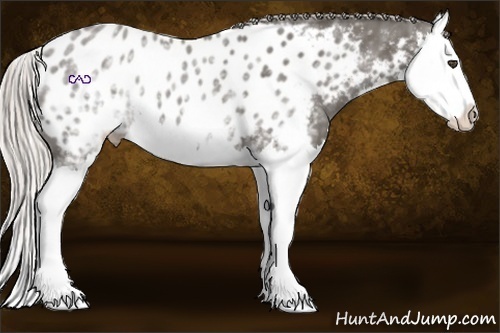 Horse Color:White Spotted Silver Black Splash Appaloosa 