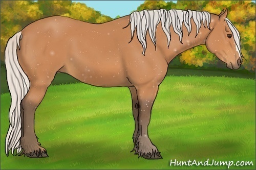 Horse Color:Silver Bay 