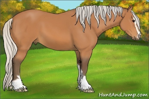 Horse Color:Silver Bay Sabino