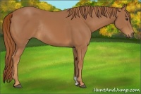 Horse Color:Chestnut Rabicano 