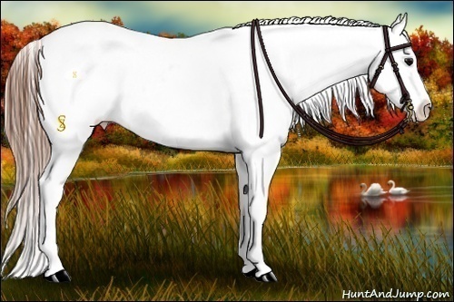 Horse Color:Grullo Roan Appaloosa 
