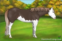 Horse Color:Liver Chestnut Splash 