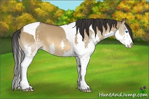 Horse Color:White Spotted Bay Dun Splash Tobiano 