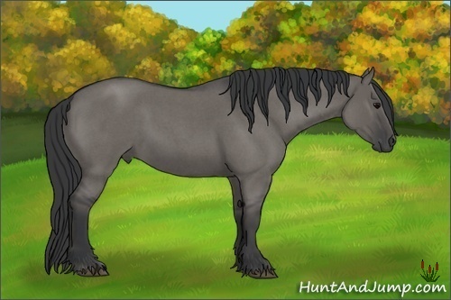 Horse Color:Grullo Roan Sabino Rabicano 