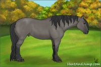 Horse Color:Grullo Roan Sabino Rabicano