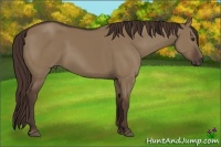 Horse Color:Liver Red Dun