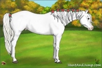 Horse Color:Liver Chestnut Appaloosa Rabicano