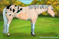 Horse Color:Watercolor Bay Sabino Appaloosa 
