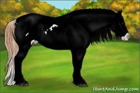 Horse Color:Buckskin Appaloosa