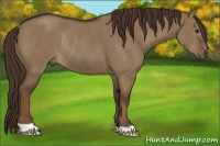 Horse Color:Liver Red Dun Rabicano 