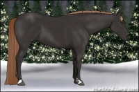 Horse Color:Liver Chestnut Frame 