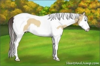 Horse Color:Amber Cream Champagne Dun Splash Tobiano