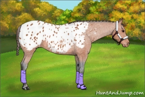 Horse Color:Bay Appaloosa