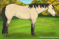 Horse Color:Buckskin Dun Splash Rabicano