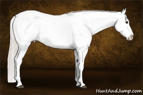 Horse Color:Silver Bay Dun Blanket