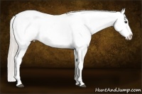 Horse Color:Silver Bay Dun Blanket 