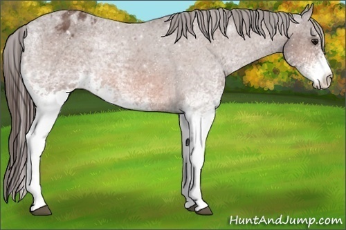 Horse Color:White Spotted Bay Tobiano Varnish