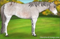 Horse Color:White Spotted Bay Tobiano Varnish