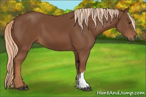 Horse Color:Unknown 