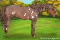 Horse Color:White Spotted Chestnut Varnish 