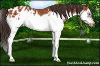 Horse Color:Bay Sabino Splash Frame Near Leopard