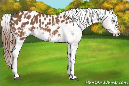 Horse Color:Chestnut Sabino Splash Frame Appaloosa 