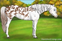 Horse Color:Chestnut Sabino Splash Frame Appaloosa 