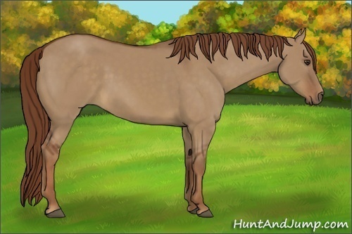 Horse Color:Red Dun