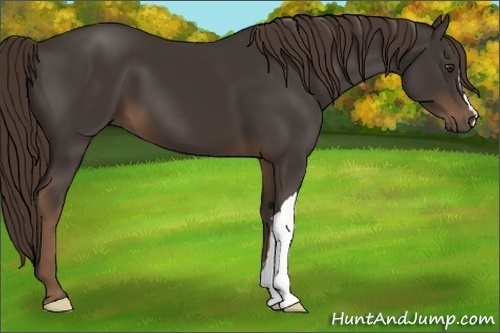 Horse Color:Liver Chestnut 