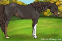 Horse Color:Liver Chestnut 