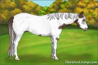Horse Color:White Spotted Liver Chestnut Tobiano Frame
