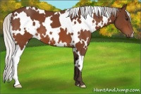 Horse Color:White Spotted Silver Bay 