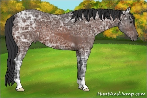 Horse Color:Bay Ice 