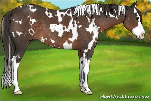 Horse Color:White Spotted Liver Chestnut Splash 