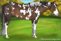 Horse Color:White Spotted Liver Chestnut Splash 
