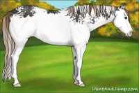 Horse Color:White Spotted Liver Chestnut Splash 