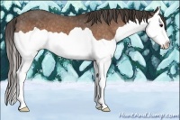 Horse Color:Buckskin Splash Varnish 