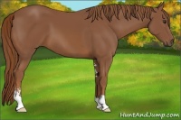 Horse Color:Chestnut Sabino