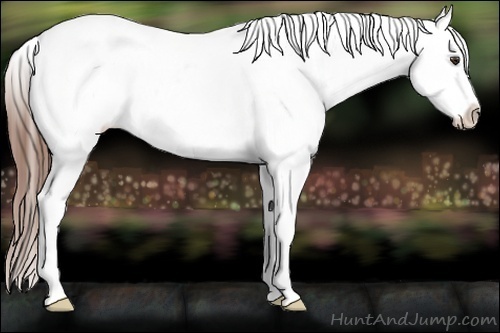Horse Color:White Spotted Chestnut Varnish 