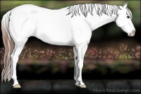 Horse Color:White Spotted Chestnut Appaloosa 