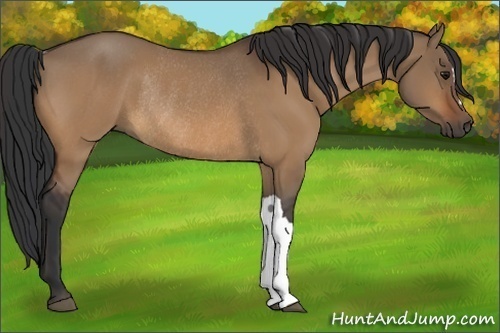 Horse Color:Bay Dun Rabicano 