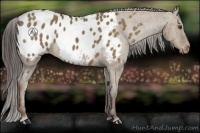 Horse Color:Liver Red Dun Appaloosa