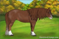 Horse Color:Chestnut Splash 