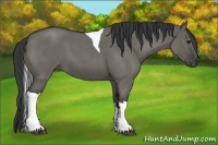 Horse Color:Grullo Roan Tobiano